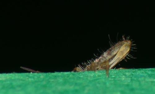 Orchesella cincta